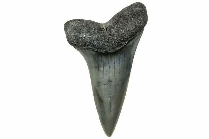 Fossil Broad-Toothed Mako Tooth - South Carolina #321941